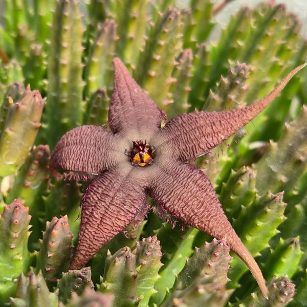 Stapelia schnizii var. angolensis